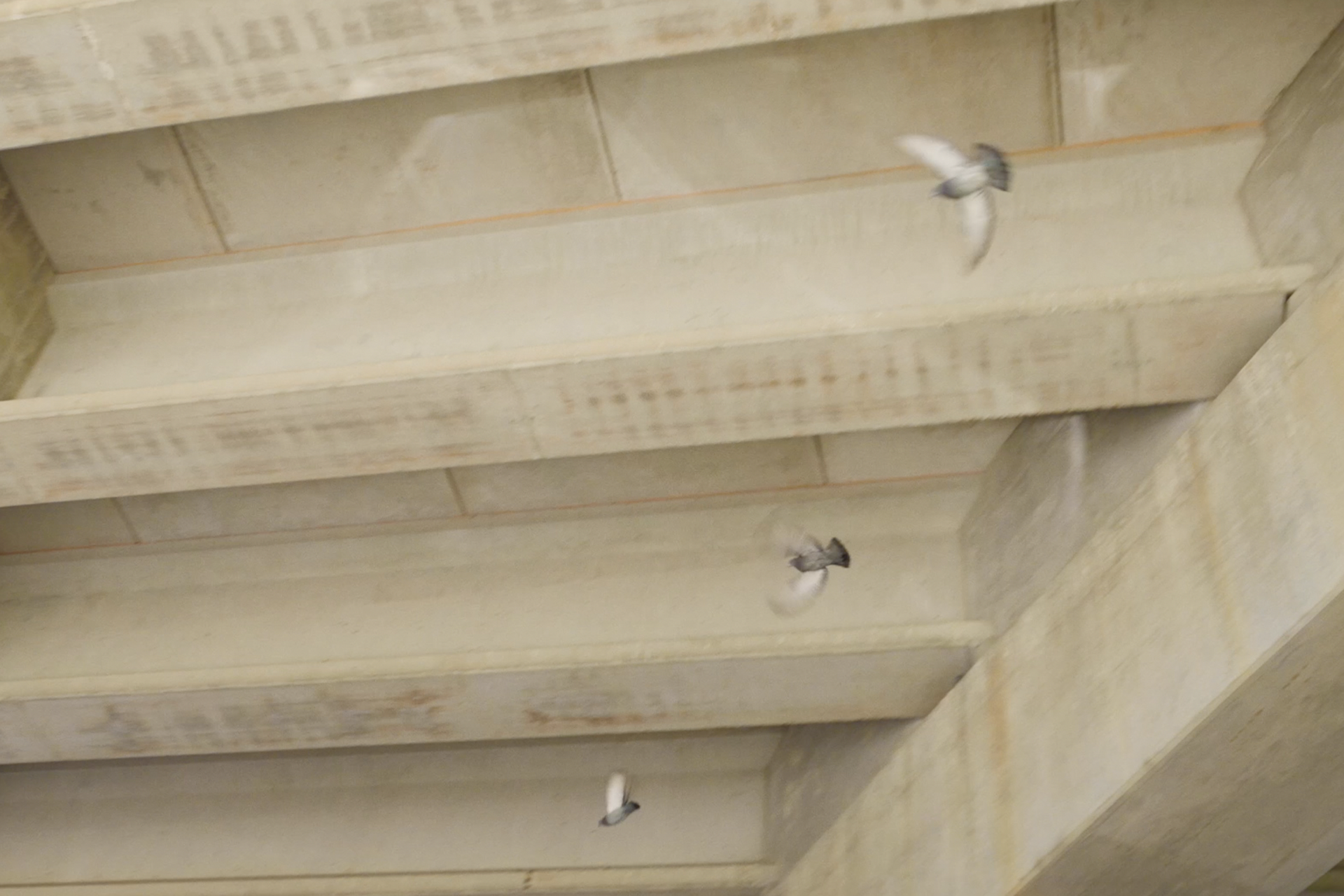 KickCity_Pigeons