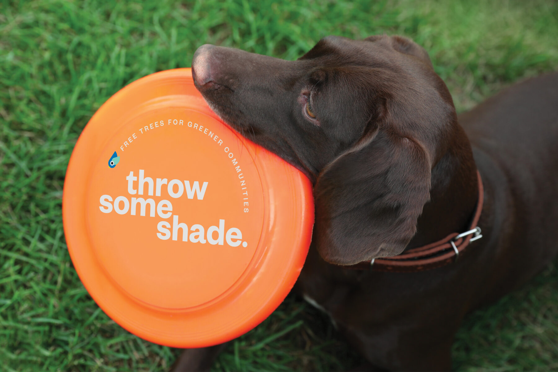 TreeAlliance_Webstrip_01_frisbee-1800×1200-1